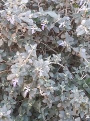 Teucrium fruticans
