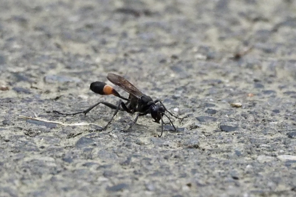Ammophila infesta