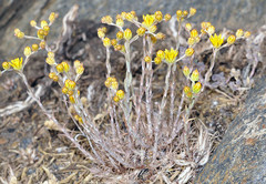 Petrosedum amplexicaule