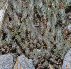 Petrosedum amplexicaule