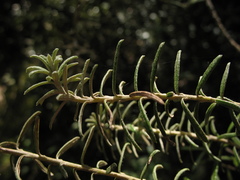 Linochilus rosmarinifolius