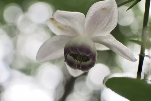 False anemone (Anemonopsis macrophylla)