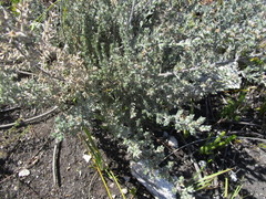 Amphithalea phylicoides