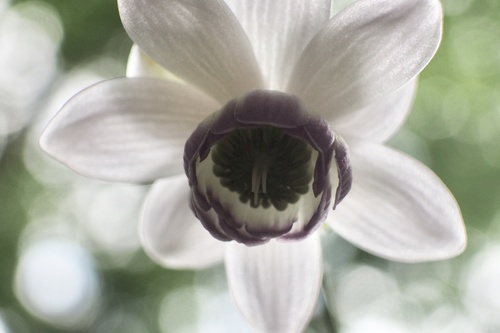 Anemonopsis macrophylla, photograph 1