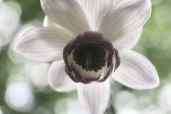 Anemonopsis macrophylla