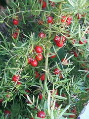 Asparagus aethiopicus