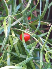 Asparagus aethiopicus