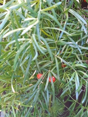 Asparagus aethiopicus