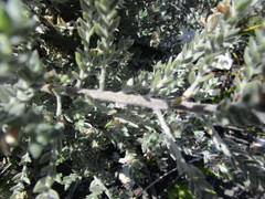 Amphithalea phylicoides