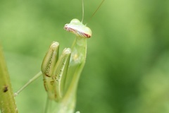 Tenodera sinensis