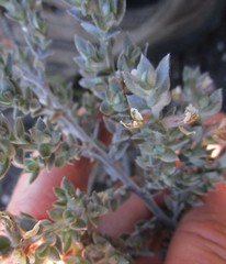 Amphithalea phylicoides