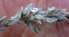 Amphithalea phylicoides