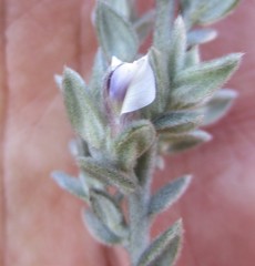 Amphithalea phylicoides