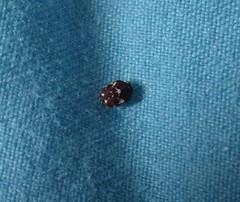 Anthrenus angustefasciatus