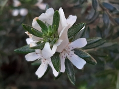 Westringia fruticosa