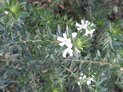 Westringia fruticosa