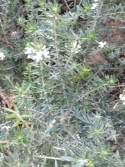 Westringia fruticosa