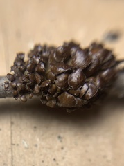 Melanohalea septentrionalis