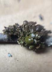 Melanohalea septentrionalis