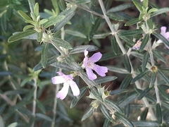 Westringia fruticosa