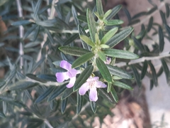 Westringia fruticosa