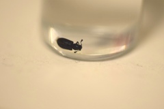 Necrobia violacea
