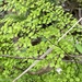 Adiantum atroviride - Photo no rights reserved, uploaded by Richard Fuller
