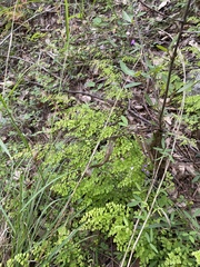 Adiantum atroviride