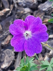 Geranium sanguineum