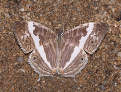 Cyrestis cocles cocles