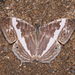 Thai Marbled Map Butterfly - Photo (c) Shriram Bhakare, some rights reserved (CC BY-NC), uploaded by Shriram Bhakare