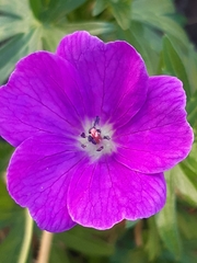 Geranium sanguineum