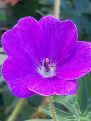 Geranium sanguineum