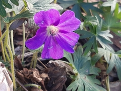 Geranium sanguineum