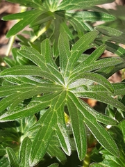 Geranium sanguineum