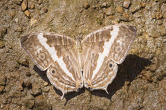 Cyrestis cocles cocles