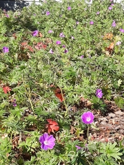 Geranium sanguineum