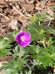 Geranium sanguineum