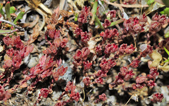 Sedum aetnense