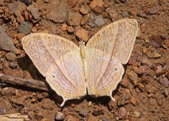 Cyrestis cocles cocles