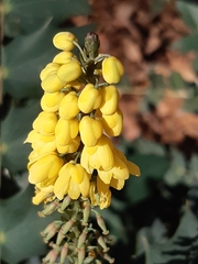 Berberis