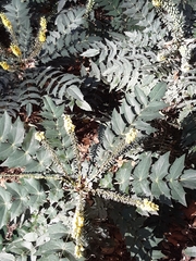 Berberis