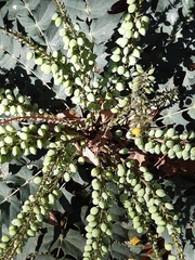 Berberis