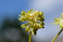 Valerianella turgida
