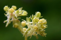 Valerianella turgida