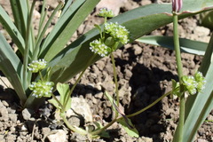 Valerianella turgida