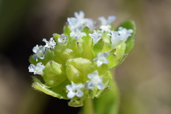 Valerianella turgida