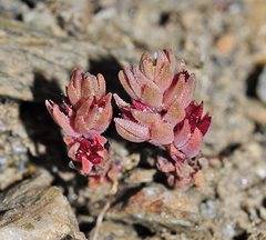 Sedum aetnense