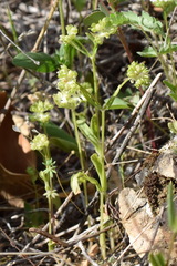 Valerianella turgida