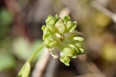 Valerianella turgida